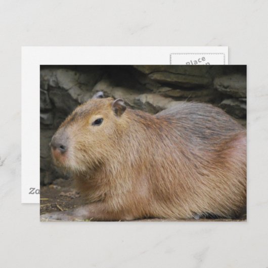 Wild Capybara Postkarte (Vorne/Hinten)