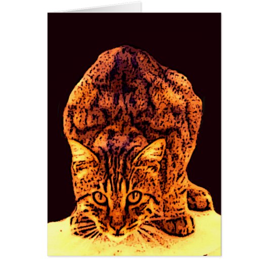 WILD CAT KITTEN (Vorne)