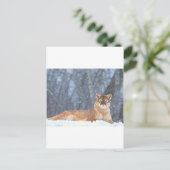 WILD CAT POSTKARTE (Stehend Vorderseite)