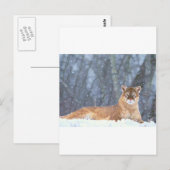 WILD CAT POSTKARTE (Vorne/Hinten)