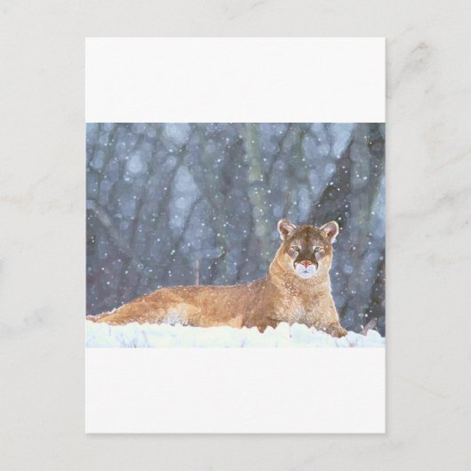 WILD CAT POSTKARTE (Vorderseite)