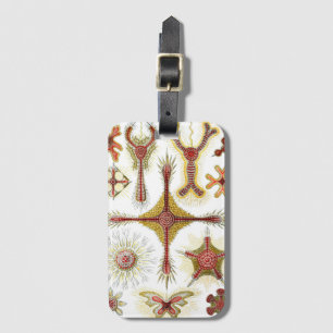 Wild Chamomile von Ernst Haeckel, Vintage Natur Gepäckanhänger