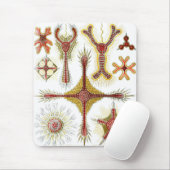 Wild Chamomile von Ernst Haeckel, Vintage Natur Mousepad (Mit Mouse)