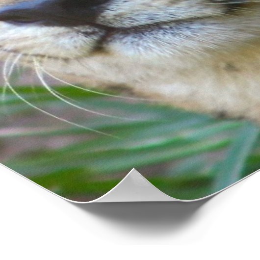 Wild Cheetah Poster (Ecke)