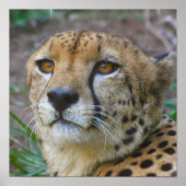 Wild Cheetah Poster (Vorne)