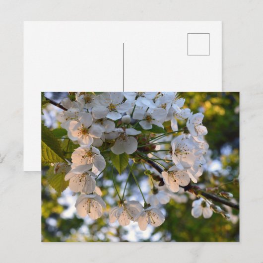 Wild Cherry Blossom Postkarte (Vorne/Hinten)