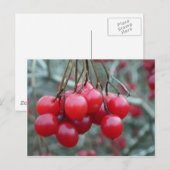 Wild Cherry Postkarte (Vorne/Hinten)