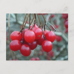 Wild Cherry Postkarte