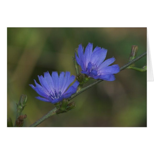 Wild Chicory (Vorderseite (Horizontal))