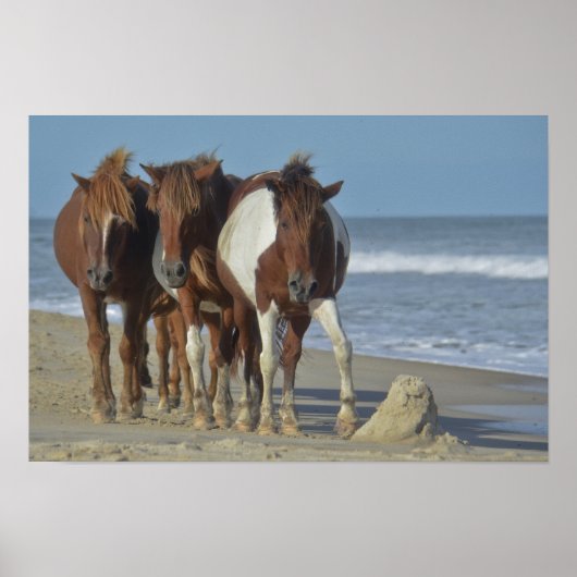 Wild Chincoteague Ponies, Assateague Island Beach Poster (Vorne)