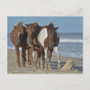 Wild Chincoteague Ponies, Assateague Island Beach Postkarte