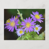 Wild Chrysanthemum: Postkarte (Vorderseite)