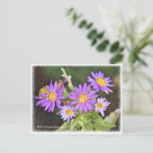 Wild Chrysanthemum Postkarte (Stehend Vorderseite)