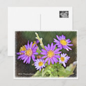 Wild Chrysanthemum Postkarte (Vorne/Hinten)