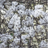 WILD CLEMATIS BUTTON