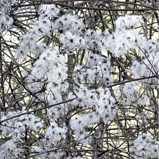 WILD CLEMATIS BUTTON