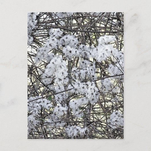 WILD CLEMATIS POSTKARTE (Vorderseite)