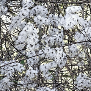 WILD CLEMATIS POSTKARTE