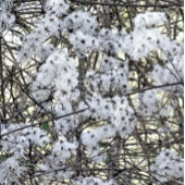 WILD CLEMATIS POSTKARTE