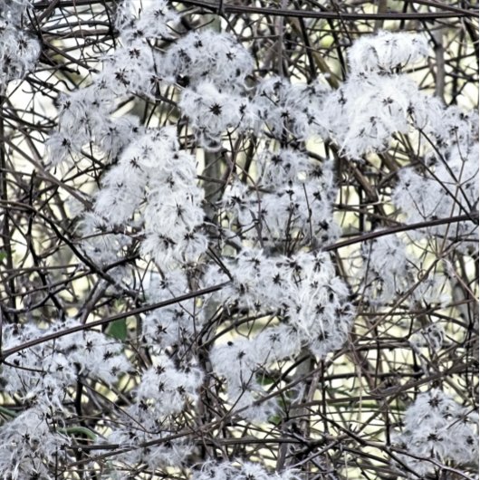 WILD CLEMATIS POSTKARTE