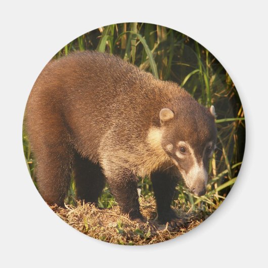 Wild Coati Mundi Magnet (Vorne)