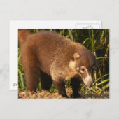 Wild Coati Mundi Postcard Postkarte (Vorne/Hinten)