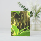Wild Coati Postcard Postkarte (Stehend Vorderseite)