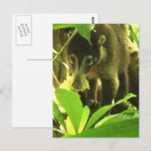 Wild Coati Postcard Postkarte (Vorne/Hinten)