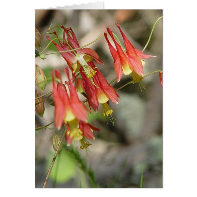 Wild Columbine (Vorne)
