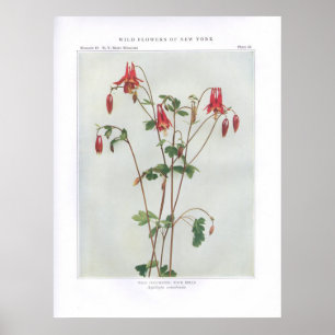 Wild Columbine; Felsenglocken - Aquilegia canadens Poster