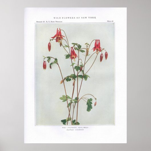 Wild Columbine; Felsenglocken - Aquilegia canadens Poster (Vorne)