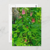 Wild Columbine & Solomon's Siegel Postcard Postkarte (Vorne/Hinten)