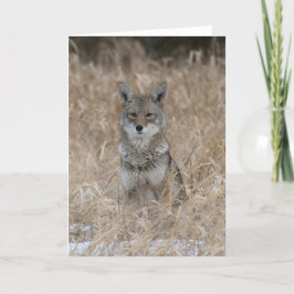 Wild Coyote Danke-Card Dankeskarte