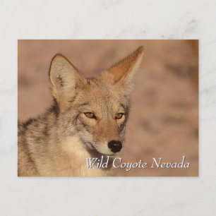 Wild Coyote in der Wüste Nevada Postkarte