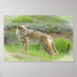Wild Coyote Poster