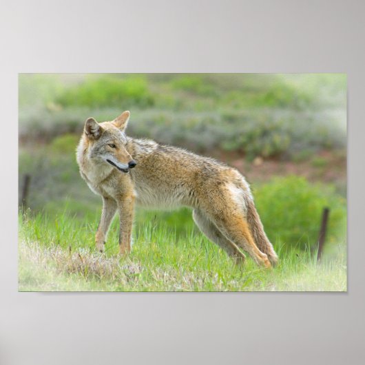 Wild Coyote Poster (Vorne)