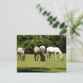 Wild Cumberland 3 Postkarte (Stehend Vorderseite)