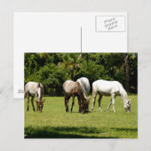 Wild Cumberland 3 Postkarte (Vorne/Hinten)