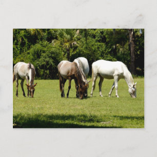 Wild Cumberland 3 Postkarte