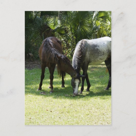 Wild Cumberland Postkarte (Vorderseite)