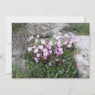 Wild Cyclamen Feiertagskarte