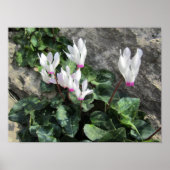 Wild Cyclamen Poster (Vorne)