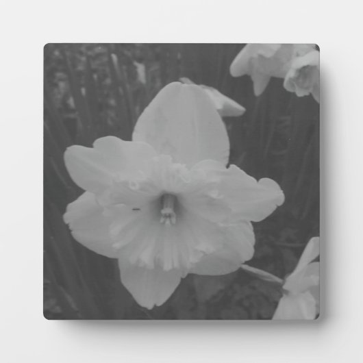 Wild Daffodil Fotoplatte (Vorderseite)