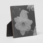 Wild Daffodil Fotoplatte (Vorderseite)