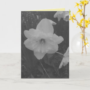 Wild Daffodil Karte
