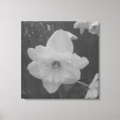 Wild Daffodil Leinwanddruck (Vorderseite)