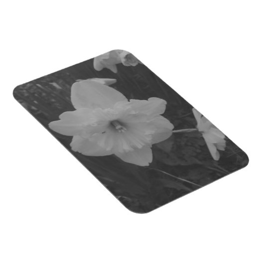 Wild Daffodil Magnet (Rechte Seite)