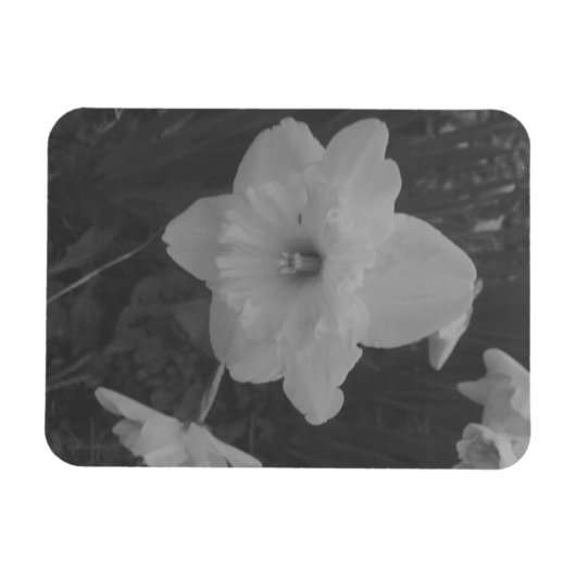 Wild Daffodil Magnet (Horizontal)