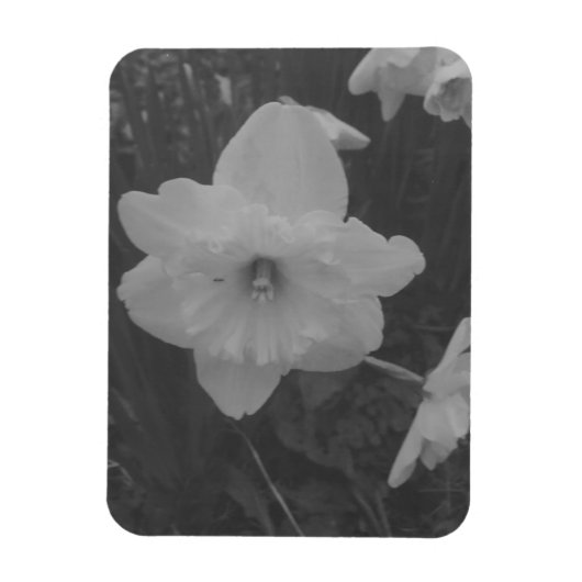 Wild Daffodil Magnet (Vertikal)
