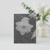 Wild Daffodil Postkarte (Stehend Vorderseite)